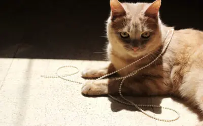 7 Signs That It’s Time to Replace Your Window Treatments